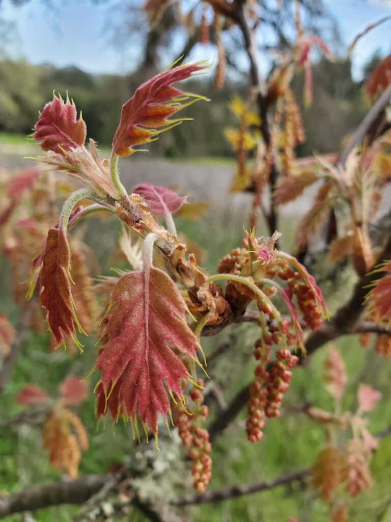 Quercus kelloggii - California black oak