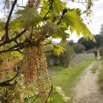 Quercus kelloggii - California black oak