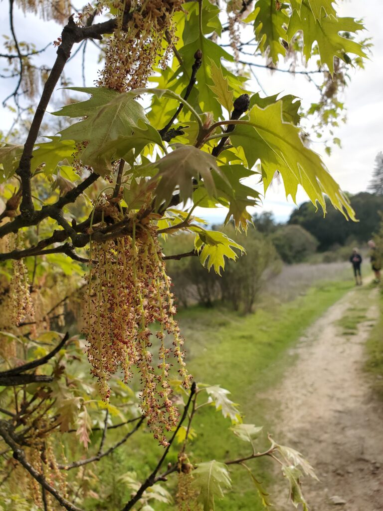 Quercus kelloggii - California black oak