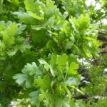 Quercus lobata - valley oak