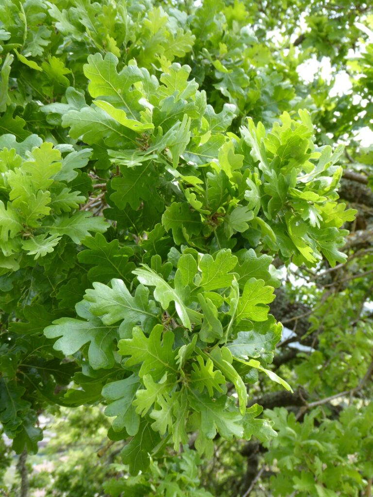Quercus lobata - valley oak