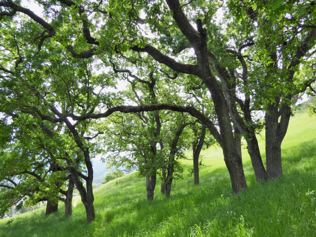 Quercus lobata - valley oak