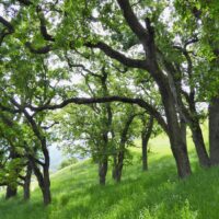 Quercus lobata - valley oak
