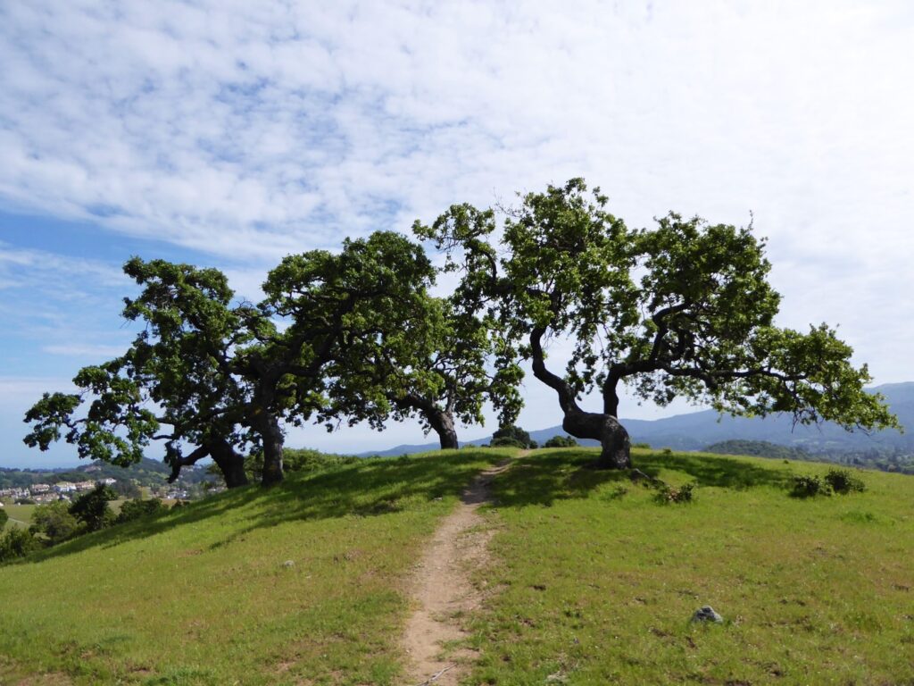 Quercus lobata - valley oak