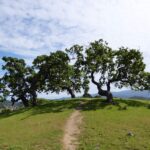 Quercus lobata - valley oak