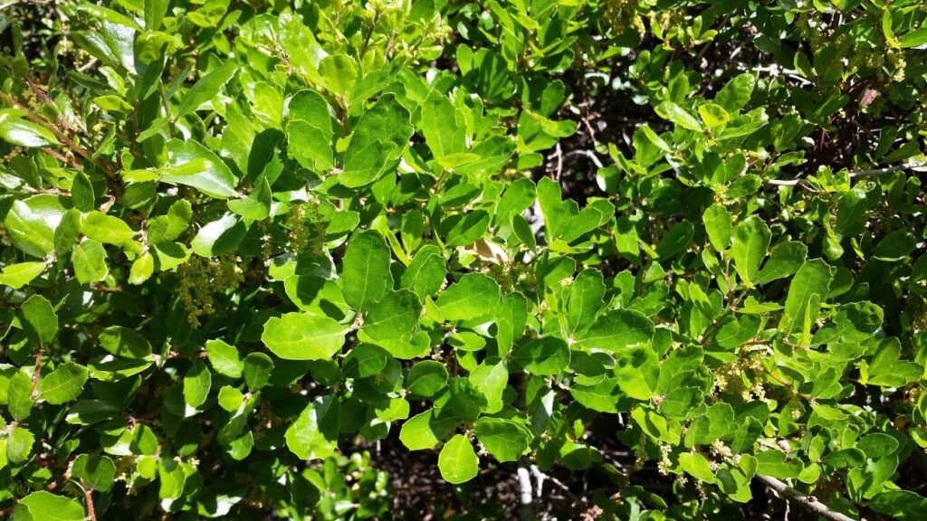 Quercus pacifica - island scrub oak