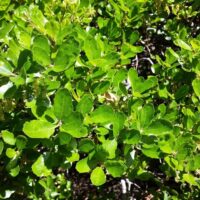 Quercus pacifica - island scrub oak