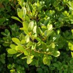 Quercus vacciniifolia - huckleberry oak