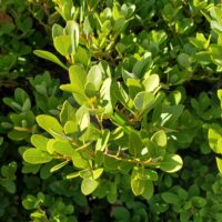 Quercus vacciniifolia - huckleberry oak