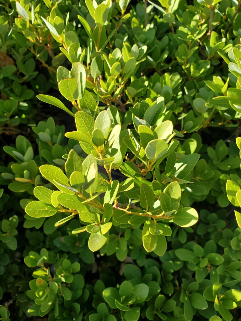 Quercus vacciniifolia - huckleberry oak