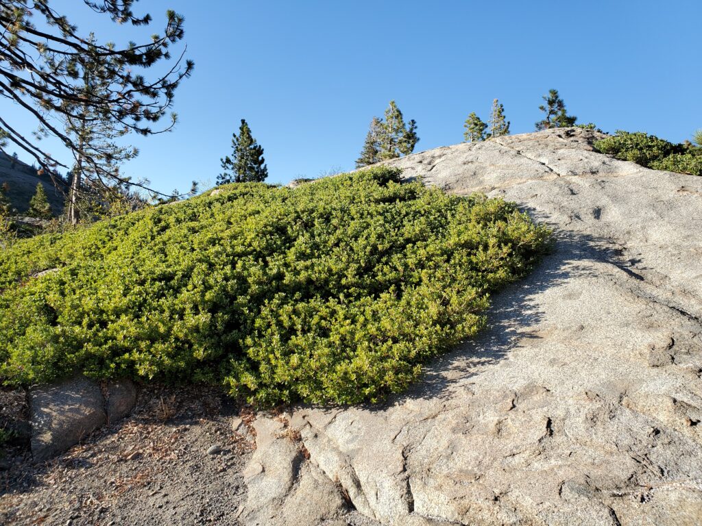 Quercus vacciniifolia - huckleberry oak