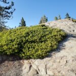 Quercus vacciniifolia - huckleberry oak