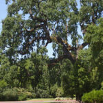 Quercus lobata - valley oak