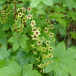 Ribes bracteosum - blue currant