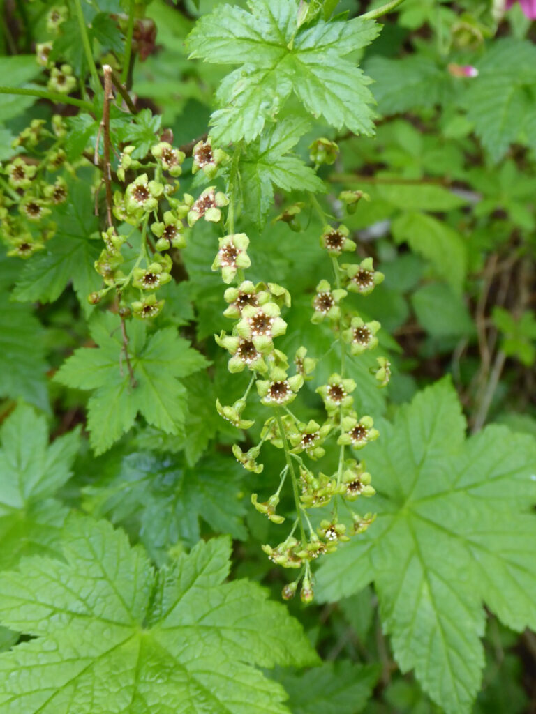 Ribes bracteosum - blue currant