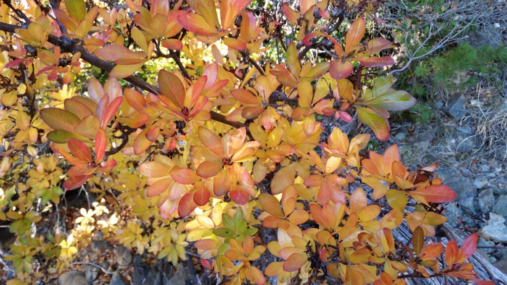 Rhododendron occidentale - western azalea