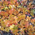Rhododendron occidentale - western azalea