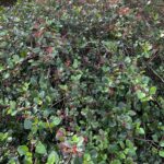 Ribes viburnifolium - Catalina perfume