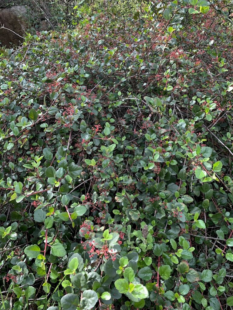 Ribes viburnifolium - Catalina perfume