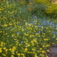 Ranunculus occidentalis