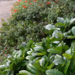 Frangula (Rhamnus) californica 'Ed Holm' - dwarf California coffeeberry