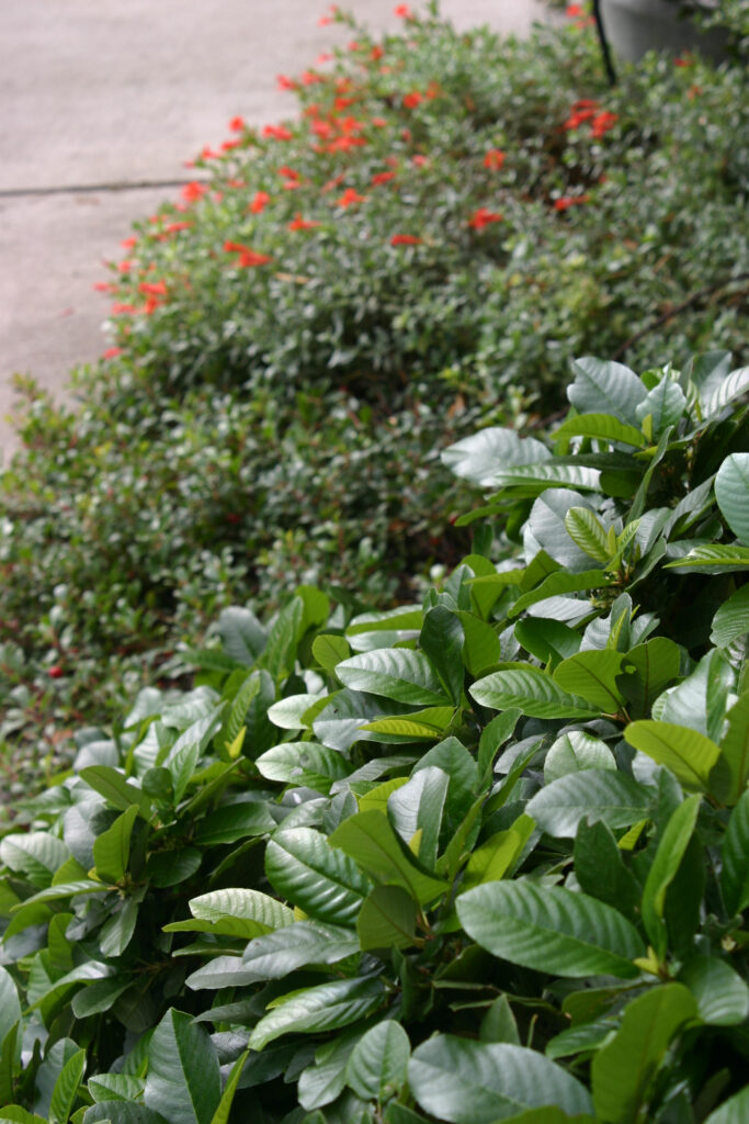 Frangula (Rhamnus) californica 'Ed Holm' - dwarf California coffeeberry