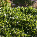 Frangula (Rhamnus) californica 'Ed Holm' - dwarf California coffeeberry