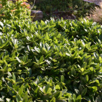 Frangula (Rhamnus) californica ‘Ed Holm’