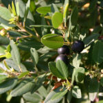 Frangula (Rhamnus) californica 'Mound San Bruno' - California coffeeberry