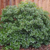 Frangula (Rhamnus) californica ‘Salt Point’