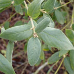 Frangula (Rhamnus) californica ssp. tomentella - serpentine coffeeberry
