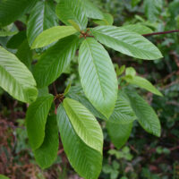 Frangula (Rhamnus) purshiana