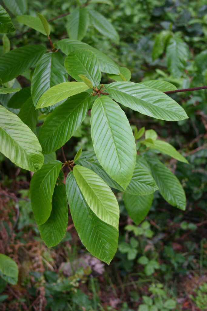 Frangula (Rhamnus) purshiana - cascara