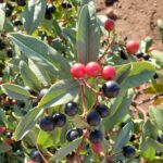 Frangula (Rhamnus) californica - California coffeeberry