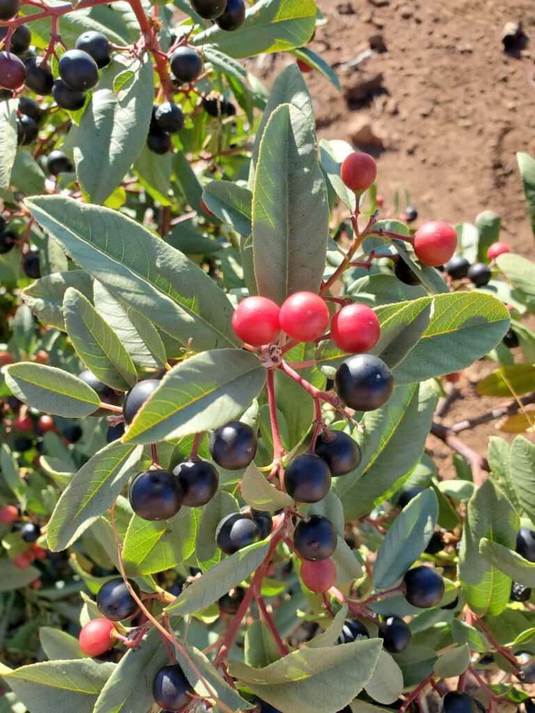 Frangula (Rhamnus) californica - California coffeeberry