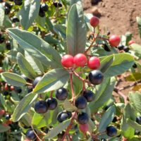 Frangula (Rhamnus) californica – large, inland form