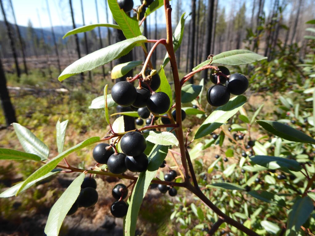 Frangula (Rhamnus) californica - California coffeeberry