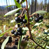 Frangula (Rhamnus) californica