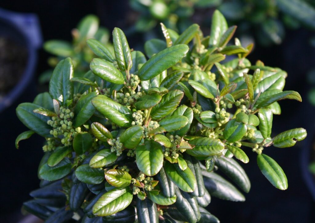 Frangula (Rhamnus) californica 'Leatherleaf' - California coffeeberry