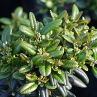 Frangula (Rhamnus) californica ‘Leatherleaf’