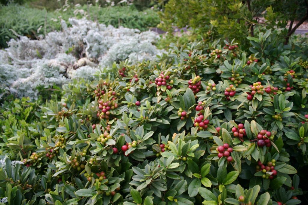 Frangula (Rhamnus) californica 'Seaview' - dwarf California coffeeberry