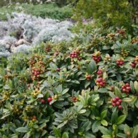 Frangula (Rhamnus) californica ‘Seaview’