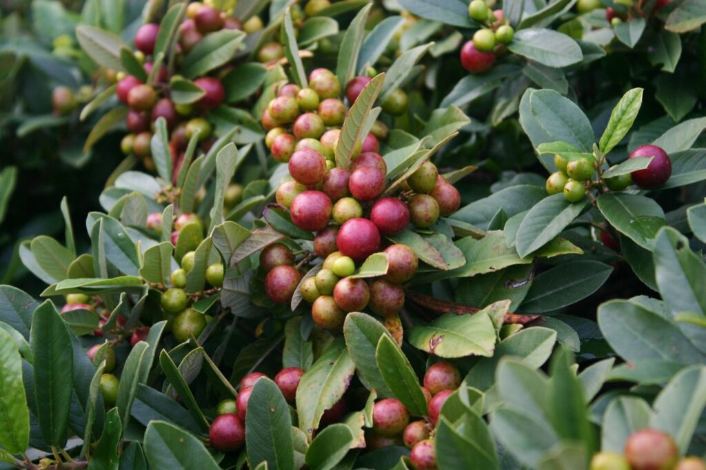 Frangula (Rhamnus) californica 'Seaview' - dwarf California coffeeberry