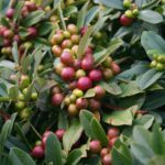 Frangula (Rhamnus) californica 'Seaview' - dwarf California coffeeberry