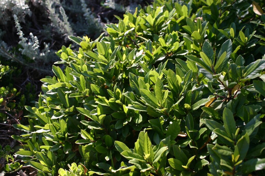 Frangula (Rhamnus) californica 'Seaview' - dwarf California coffeeberry