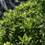 Frangula (Rhamnus) californica 'Seaview' - dwarf California coffeeberry
