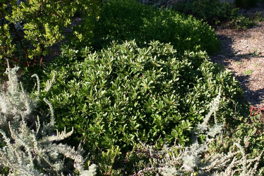 Frangula (Rhamnus) californica 'Seaview' - dwarf California coffeeberry