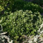 Frangula (Rhamnus) californica 'Seaview' - dwarf California coffeeberry