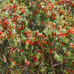 Rhamnus crocea - spiny redberry