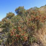 Rhamnus crocea - spiny redberry